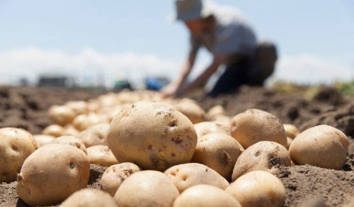McCain y Bancos de Alimentos Argentina: un modelo de solidaridad que alimenta a todo el país