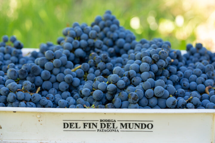 FIN Syrah Single Vineyard: un varietal con personalidad patagónica