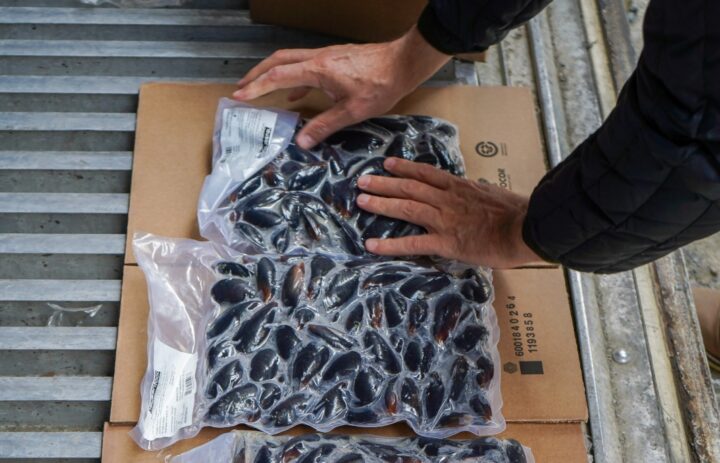 Por primera vez, Argentina exporta mejillones con un proyecto de Newsan Food