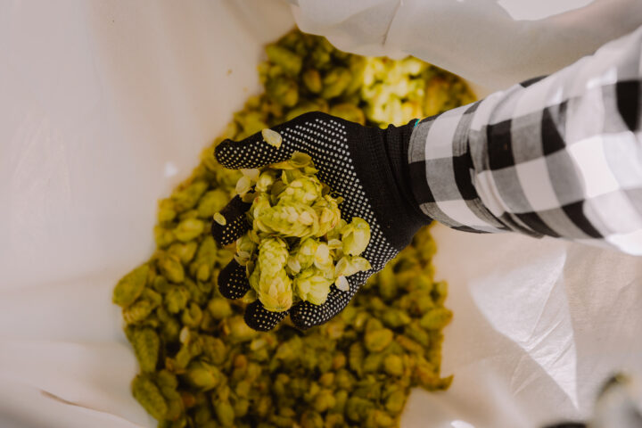 Cervecería Kunstmann celebra una nueva edición de su emblemática cosecha de lúpulo
