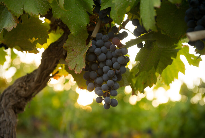 Kaiken Ultra: tradición y elegancia para festejar el Día del Cabernet Sauvignon