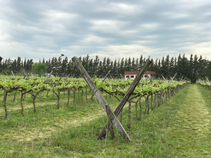 Entre Ríos celebra el vino