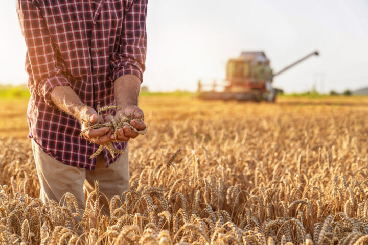 Farmer touching golden heads of wheat while walking through field