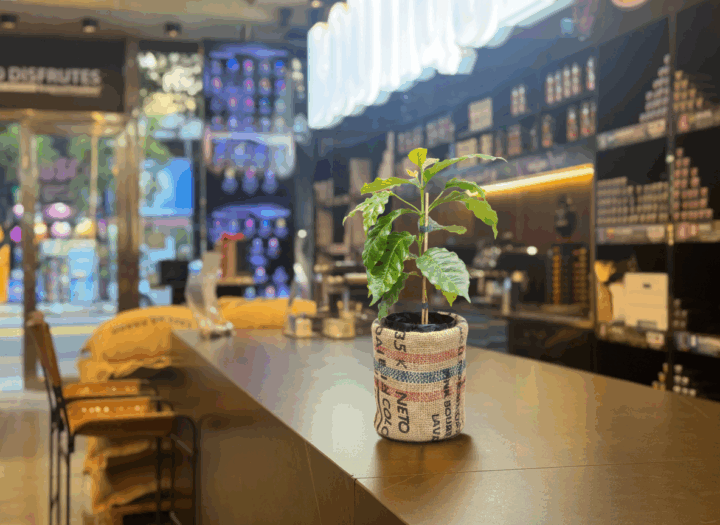 Kapselmaker celebra el Día Internacional del Café sembrando futuro.
