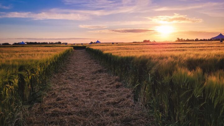Con una inversión de USD 6 millones, Cervecería y Maltería Quilmes presentó dos nuevas variedades de cebada