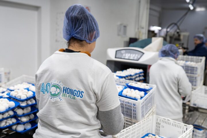 Así se cultivan los hongos: un recorrido por el proceso productivo local