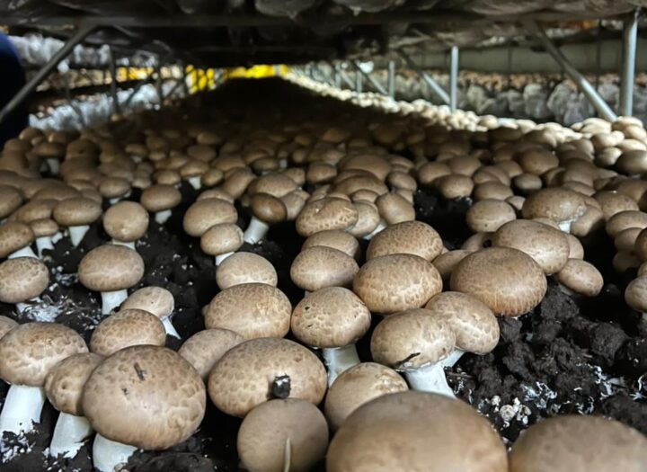 El negocio de los hongos crece en Argentina: la empresafamiliar que abastece hasta el 50% del mercado