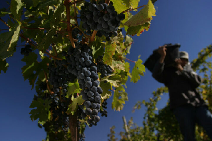 Tres etiquetas para descubrir la identidad del Malbec patagónico