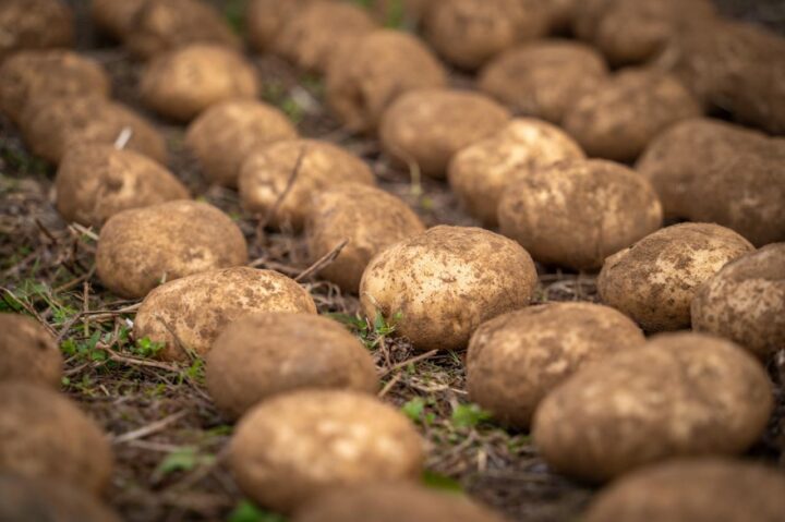 Día Mundial de la Papa: el cultivo presente en las mesas argentinas